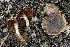  ( - FDS-CA-05829)  @11 [ ] by-nc (2024) Dean Lyons Fungal Diversity Survey