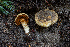  ( - FDS-CA-05842)  @11 [ ] by-nc (2024) Dean Lyons Fungal Diversity Survey