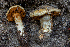  (Phlegmacium sp. CA05 - FDS-CA-05842)  @11 [ ] by-nc (2024) Dean Lyons Fungal Diversity Survey