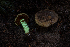  ( - FDS-CA-05842)  @11 [ ] by-nc (2024) Dean Lyons Fungal Diversity Survey