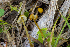  ( - FDS-CA-05857)  @11 [ ] by-nc (2024) Dean Lyons Fungal Diversity Survey