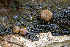  ( - FDS-CA-05823)  @11 [ ] by-nc (2024) Dean Lyons Fungal Diversity Survey