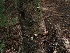  ( - FDS-CA-06773)  @11 [ ] by (2024) Justin Paulin Fungal Diversity Survey