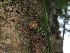  ( - FDS-CA-06773)  @11 [ ] by (2024) Justin Paulin Fungal Diversity Survey