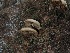  ( - FDS-CA-06773)  @11 [ ] by (2024) Justin Paulin Fungal Diversity Survey