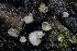  (Perilachnea sp. CA01 - FDS-CA-05080)  @11 [ ] by-nc (2024) Taye Bright Fungal Diversity Survey