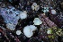  ( - FDS-CA-05080)  @11 [ ] by-nc (2024) Taye Bright Fungal Diversity Survey