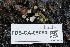 ( - FDS-CA-05080)  @11 [ ] by-nc (2024) Taye Bright Fungal Diversity Survey