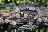  (Graddonia - FDS-CA-06598)  @11 [ ] by-nc (2024) Taye Bright Fungal Diversity Survey