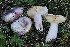  ( - FDS-CA-06595)  @11 [ ] by-nc (2024) Taye Bright Fungal Diversity Survey