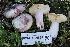  ( - FDS-CA-06595)  @11 [ ] by-nc (2024) Taye Bright Fungal Diversity Survey