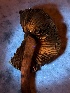  ( - FDS-CA-06588)  @11 [ ] by-nc (2024) Taye Bright Fungal Diversity Survey