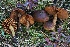  ( - FDS-CA-06588)  @11 [ ] by-nc (2024) Taye Bright Fungal Diversity Survey