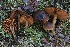  ( - FDS-CA-06588)  @11 [ ] by-nc (2024) Taye Bright Fungal Diversity Survey