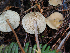 ( - FDS-CA-06782)  @11 [ ] by (2024) Justin Paulin Fungal Diversity Survey