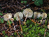  ( - FDS-CA-06782)  @11 [ ] by (2024) Justin Paulin Fungal Diversity Survey