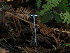  ( - FDS-CA-06784)  @11 [ ] by (2024) Justin Paulin Fungal Diversity Survey