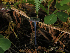  ( - FDS-CA-06784)  @11 [ ] by (2024) Justin Paulin Fungal Diversity Survey