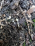  ( - FDS-CA-03878)  @11 [ ] by-nc (2024) Stu Pickell Fungal Diversity Survey