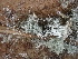  ( - FDS-CA-02453)  @11 [ ] by-nc (2024) Jaren Hockert Fungal Diversity Survey