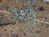  ( - FDS-CA-02453)  @11 [ ] by-nc (2024) Jaren Hockert Fungal Diversity Survey