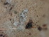  ( - FDS-CA-02453)  @11 [ ] by-nc (2024) Jaren Hockert Fungal Diversity Survey
