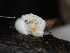  ( - FDS-CA-02451)  @11 [ ] by-nc (2024) Jaren Hockert Fungal Diversity Survey