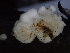  ( - FDS-CA-02451)  @11 [ ] by-nc (2024) Jaren Hockert Fungal Diversity Survey