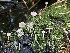  (Phloeomana sp. CA08 - FDS-CA-08599)  @11 [ ] by-nc (2024) Dean Lyons Fungal Diversity Survey