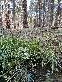  ( - FDS-CA-08599)  @11 [ ] by-nc (2024) Dean Lyons Fungal Diversity Survey