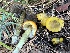  (Hygrocybe sp. conica-CH01 - FDS-CA-08600)  @11 [ ] by-nc (2024) Dean Lyons Fungal Diversity Survey