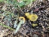  ( - FDS-CA-08600)  @11 [ ] by-nc (2024) Dean Lyons Fungal Diversity Survey