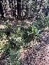  ( - FDS-CA-08600)  @11 [ ] by-nc (2024) Dean Lyons Fungal Diversity Survey