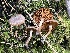  ( - FDS-CA-08598)  @11 [ ] by-nc (2024) Dean Lyons Fungal Diversity Survey