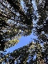  ( - FDS-CA-08598)  @11 [ ] by-nc (2024) Dean Lyons Fungal Diversity Survey