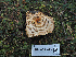  (Turbinellus sp. floccosus-CA01 - FDS-CA-05998)  @11 [ ] by-nc (2024) Fresno Mycology Society Fungal Diversity Survey