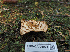  ( - FDS-CA-05998)  @11 [ ] by-nc (2024) Fresno Mycology Society Fungal Diversity Survey
