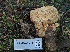  ( - FDS-CA-05998)  @11 [ ] by-nc (2024) Fresno Mycology Society Fungal Diversity Survey