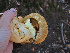  ( - FDS-CA-05999)  @11 [ ] by-nc (2024) Fresno Mycology Society Fungal Diversity Survey