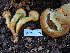  ( - FDS-CA-05999)  @11 [ ] by-nc (2024) Fresno Mycology Society Fungal Diversity Survey