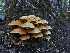  ( - FDS-CA-05999)  @11 [ ] by-nc (2024) Fresno Mycology Society Fungal Diversity Survey