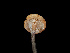  ( - FDS-CA-07002)  @11 [ ] by-nc (2024) Fresno Mycology Society Fungal Diversity Survey