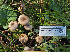 ( - FDS-CA-07002)  @11 [ ] by-nc (2024) Fresno Mycology Society Fungal Diversity Survey