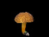  ( - FDS-CA-07003)  @11 [ ] by-nc (2024) Fresno Mycology Society Fungal Diversity Survey
