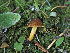  ( - FDS-CA-07003)  @11 [ ] by-nc (2024) Fresno Mycology Society Fungal Diversity Survey