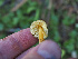  ( - FDS-CA-07003)  @11 [ ] by-nc (2024) Fresno Mycology Society Fungal Diversity Survey