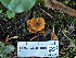  (Flammulaster sp. OR01 - FDS-CA-07005)  @11 [ ] by-nc (2024) Fresno Mycology Society Fungal Diversity Survey