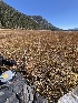  ( - FDS-CA-05863)  @11 [ ] by-nc (2024) Dean Lyons Fungal Diversity Survey