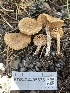  ( - FDS-CA-05878)  @11 [ ] by-nc (2024) Dean Lyons Fungal Diversity Survey