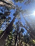  ( - FDS-CA-05878)  @11 [ ] by-nc (2024) Dean Lyons Fungal Diversity Survey